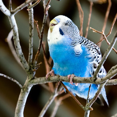 Blue Parakeet