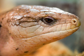 macro portrait of a skink