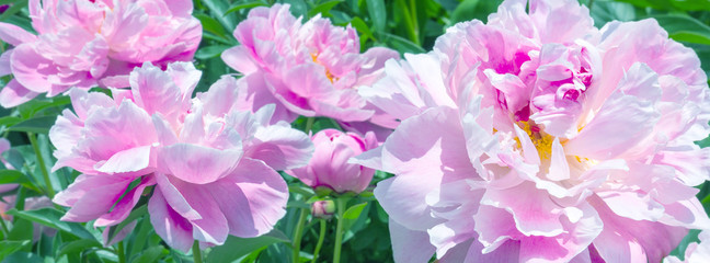 Panele Szklane Podświetlane  banner ombre trendy pink peonies on a bed in the park