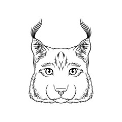 Sketch of lynx head, portrait of wild serval cat animal black and white hand drawn vector Illustration