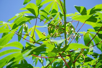 close up fresh green Manihot esculenta leaves in nature garden