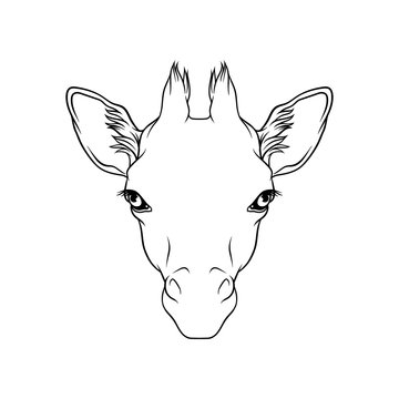 Sketch of giraffes head, portrait of forest animal black and white hand drawn vector Illustration