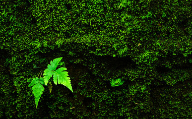 Beautiful small green fern leaf growing from side of the wall along with green moss background