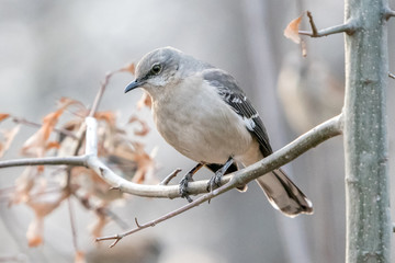 Northern Mockingbird 2