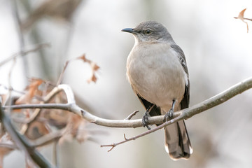 Northern Mockingbird 1
