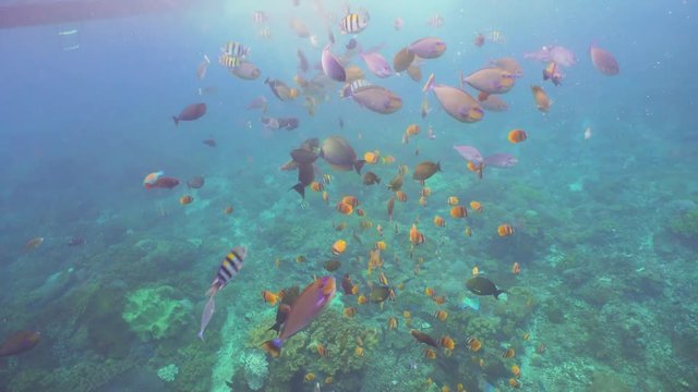 Fish and coral reef. Wonderful and beautiful underwater world with corals and tropical fish. Hard and soft corals. Diving and snorkeling in the tropical sea. Travel concept. 4K video.