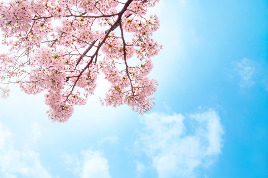満開の桜　青空