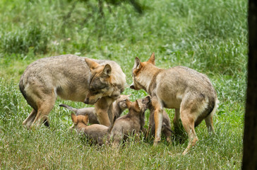 Obraz premium Grey Wolf Animal