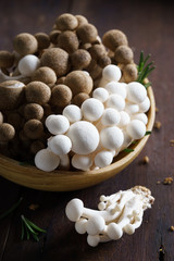 mushroom