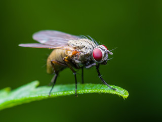 Drosophila Fruit Fly Diptera Insect on Green Grass