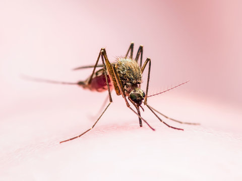 Yellow Fever, Malaria or Zika Virus Infected Mosquito Insect Macro