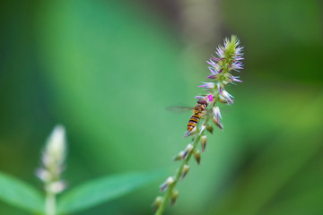 Macro shot of hover fly flying over wild flowers to drink nectar against isolated green natural...