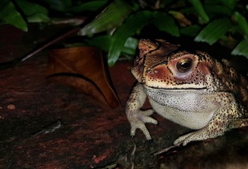 Beautiful high contrast vividly colored black spotted toad in its natural habitat and with sharp details