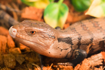 macro portrait of a skink