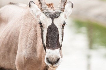 Impala in Africa.