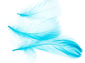 Fototapeta na wymiar blue feathers on white background