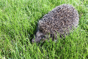 Hedgehog in the dense green grass in the clearing in summer