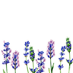 Obraz premium Wildflower lavender flower in a watercolor style isolated. Full name of the plant: lavender. Aquarelle wild flower for background, texture, wrapper pattern, frame or border.
