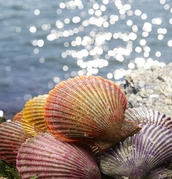 緋扇貝images Browse 53 Stock Photos Vectors And Video Adobe Stock