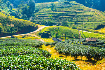 Tea Plantation 2000 at Doi Ang Khang