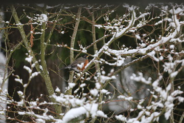 bird in winter