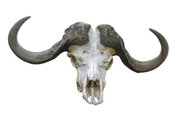 buffallo skull isolated
