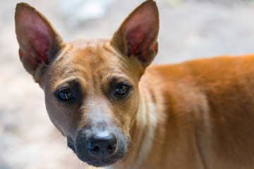 Obraz premium The stray dog that