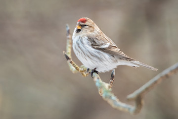 Redpoll