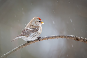 Redpoll