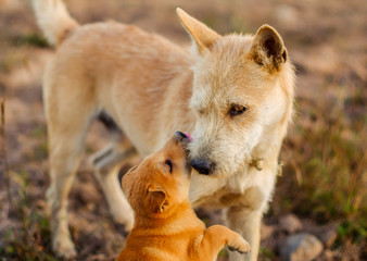 young dog kiss adult dog