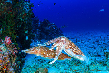 Mating Cuttlefish at sunrise on a deep, tropical coral reef