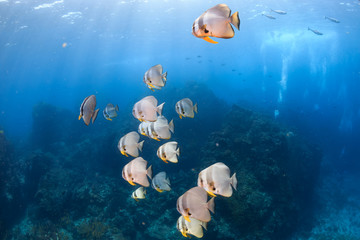 School of Batfish on a tropical coral reef