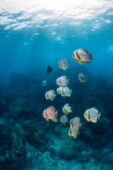 Fototapeta na wymiar School of Batfish on a tropical coral reef