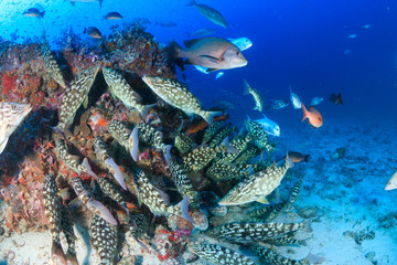 A hungry shoal of Trevally and Emperor hunting glassfish on a healthy tropical coral reef