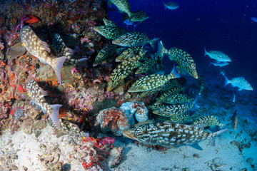 Hungry Trevally and Emperor hunt around 2 mating Octopus on a coral reef