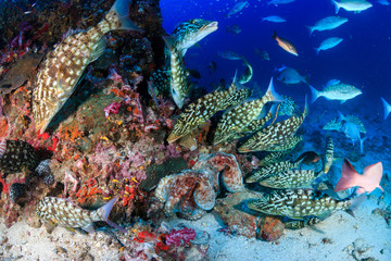 Naklejka na ściany i meble Hungry Trevally and Emperor hunt around 2 mating Octopus on a coral reef