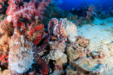 Naklejka na ściany i meble A pair of mating Octopus on a deep, tropical coral reef