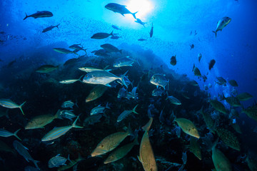 Hungry Trevally and Emperor hunt on a coral reef in the tropics