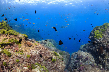 Fototapeta na wymiar A colorful, shallow water tropical coral reef