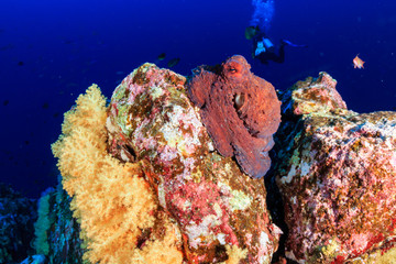 Fototapeta na wymiar A reef Octopus with background SCUBA divers