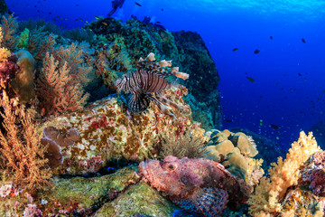 Scorpionfish and Lionfish on a tropical coral reef
