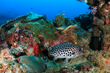 Fototapeta na wymiar Sweetlips and other tropical fish on a coral reef