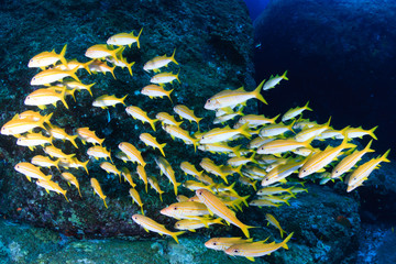 Fototapeta na wymiar Snapper on a tropical coral reef