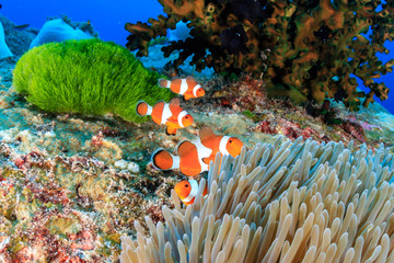 A family of Clownfish on a colorful, tropical coral reef © whitcomberd