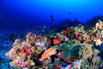 Naklejka na ściany i meble A coral grouper on a colorful tropical coral reef