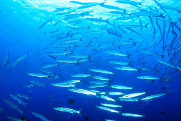 A swirling school of Barracuda on a tropical coral reef