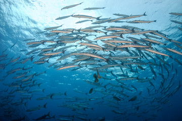A swirling school of Barracuda on a tropical coral reef