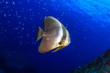 Large Batfish on a tropical coral reef in Thailand