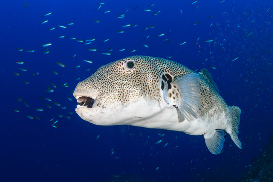 A giant pufferfish on a tropical coral reef