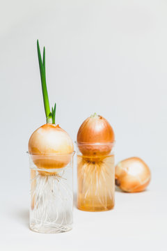 Three degrees of green onion growth